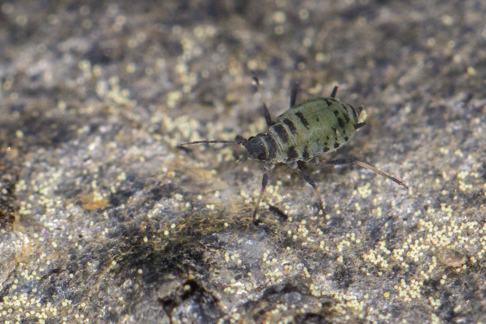 Protaphis middletonii