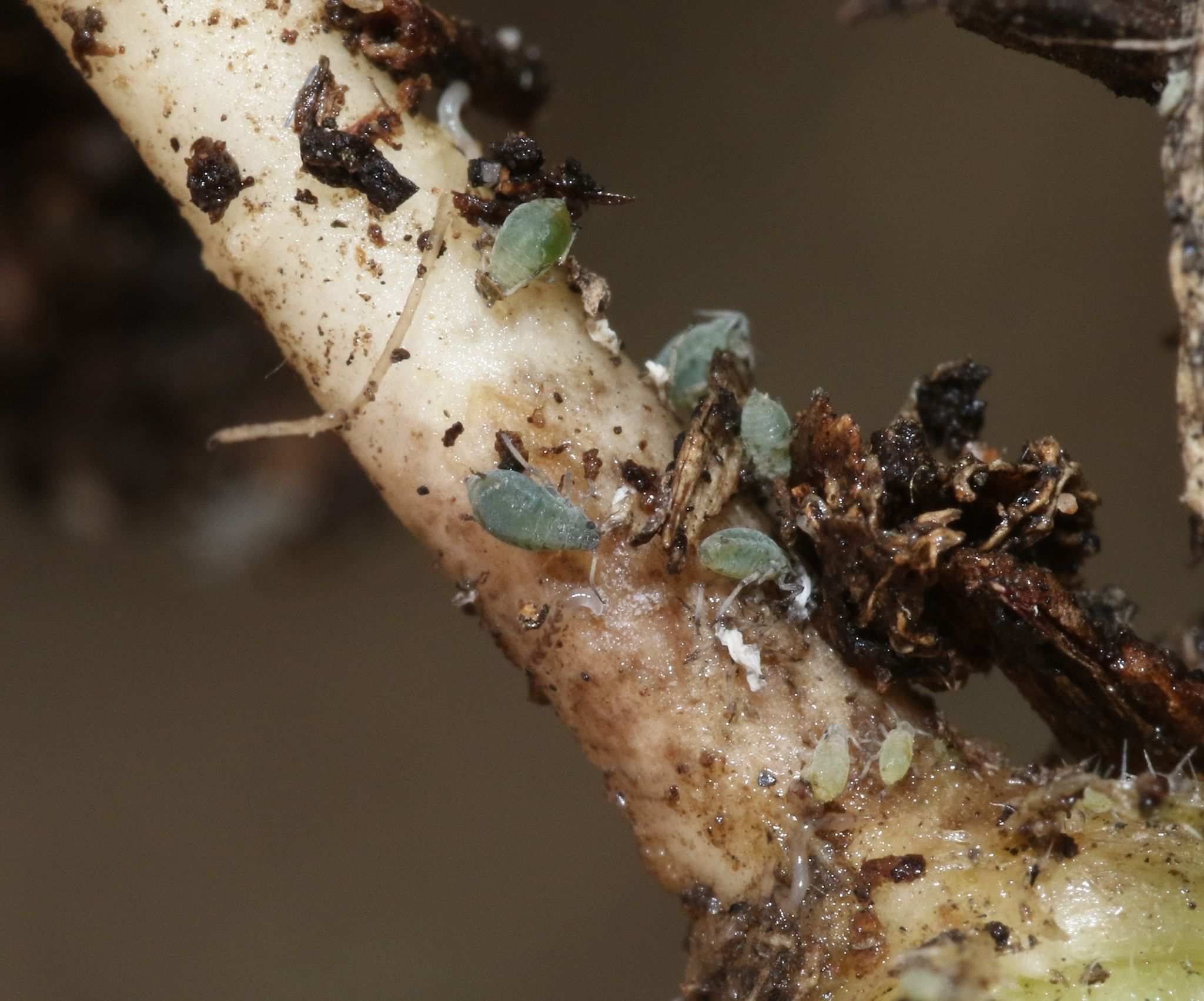 Protaphis middletonii