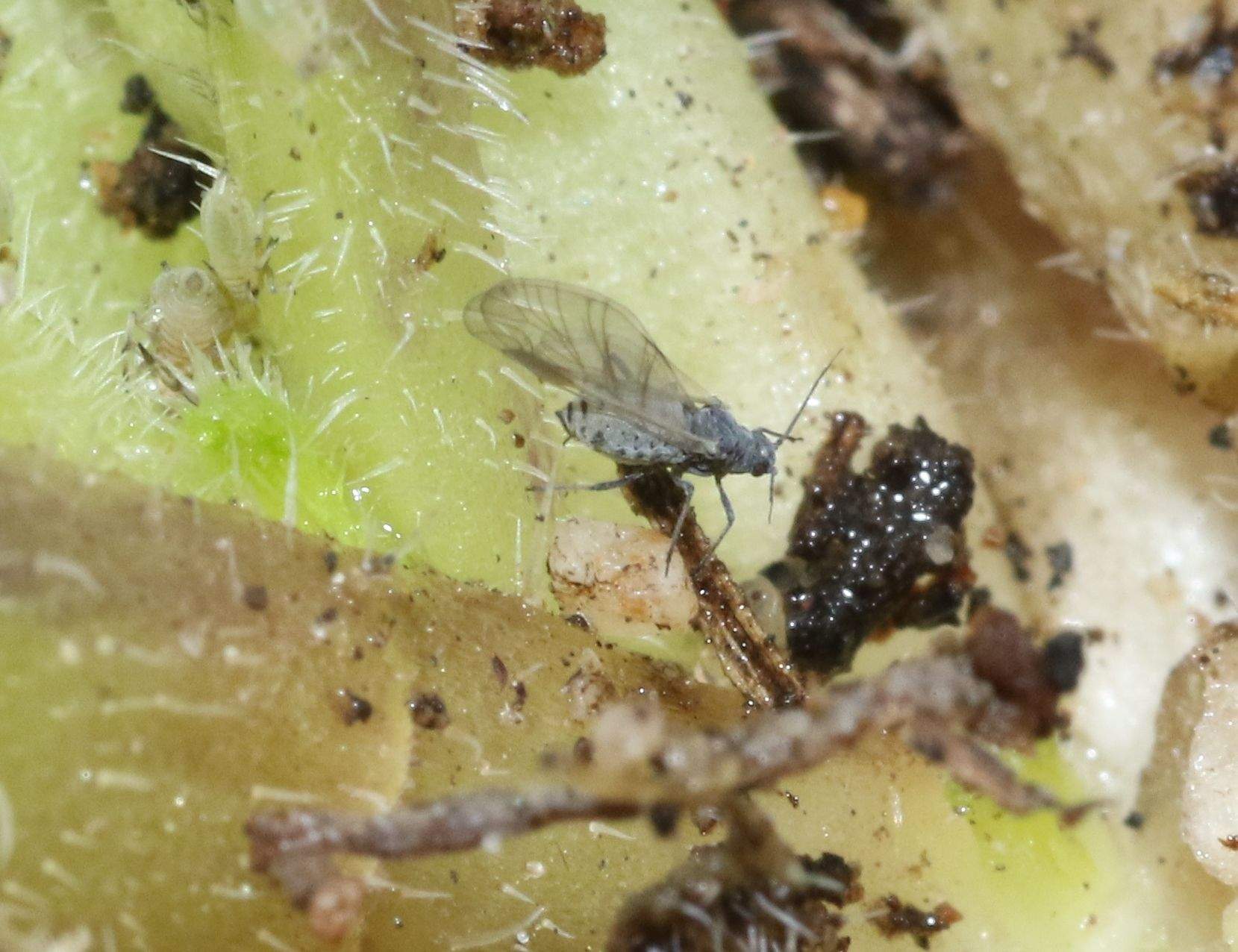 Protaphis middletonii