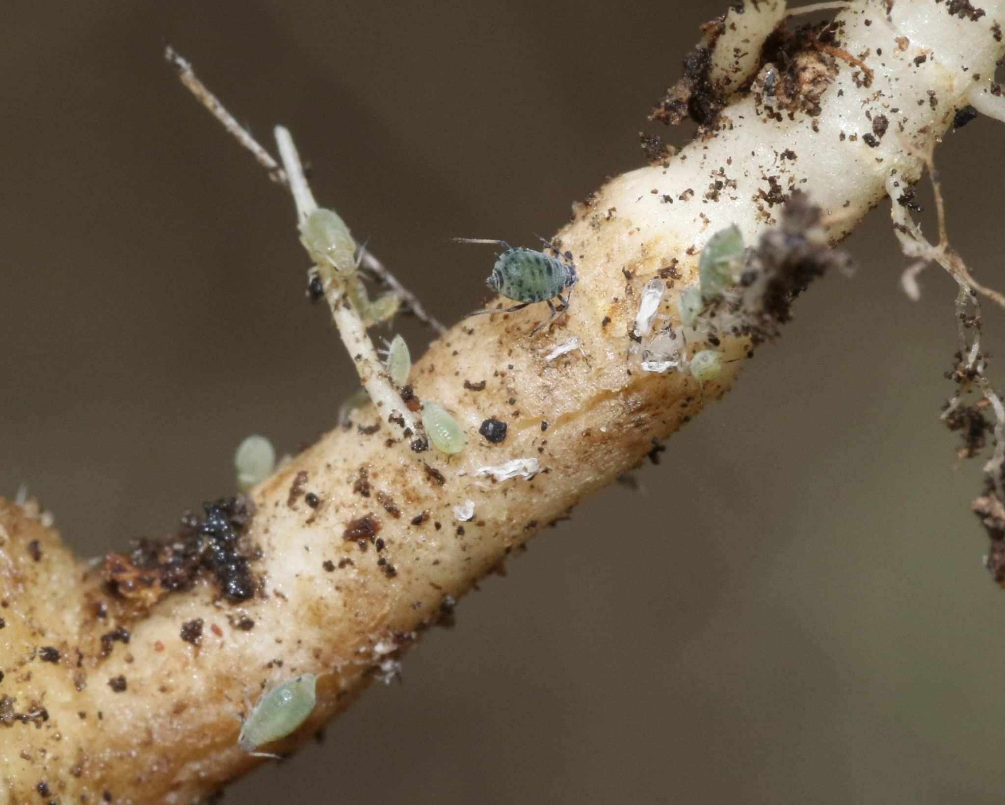 Protaphis middletonii