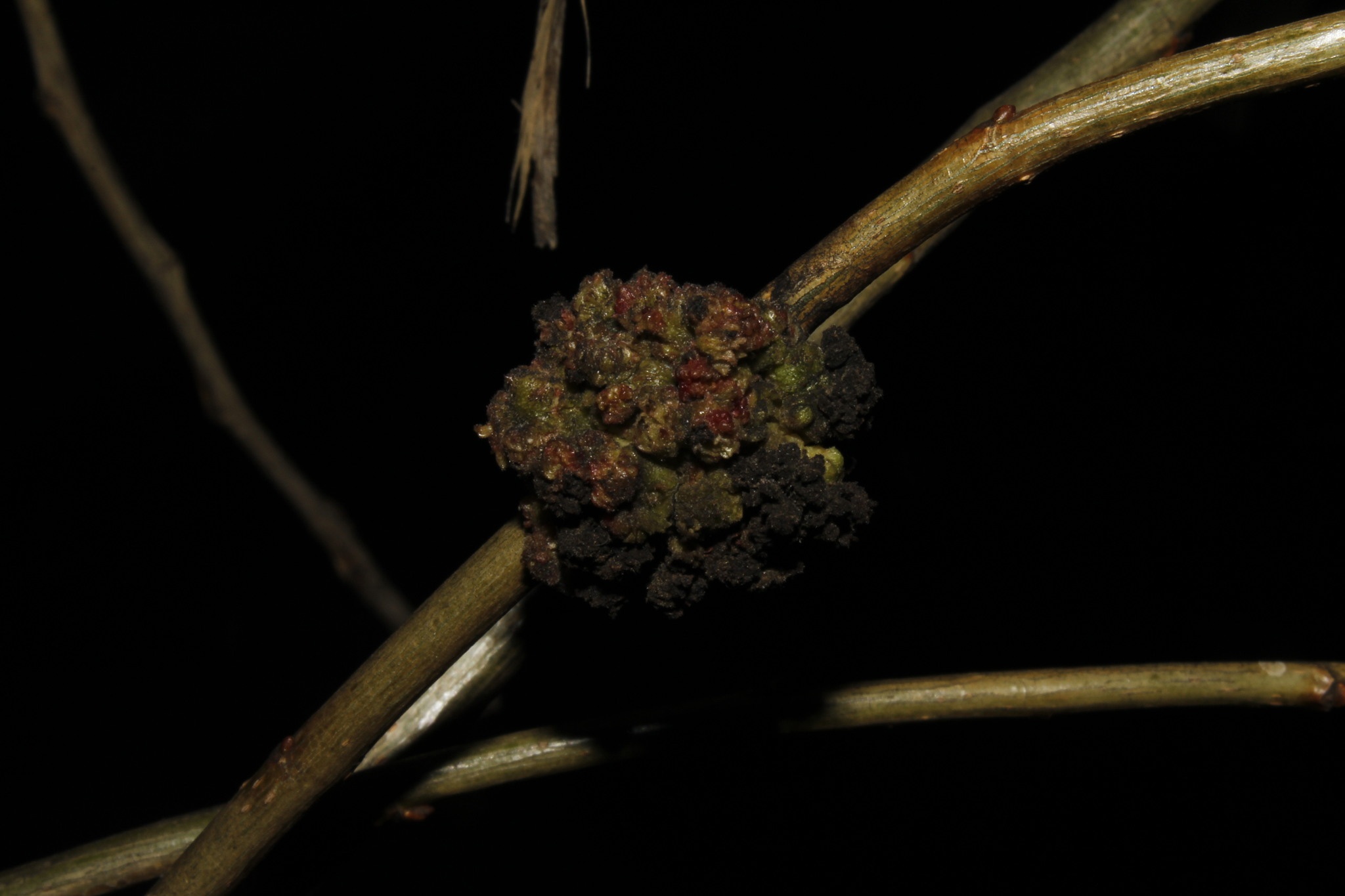 Neonectria galligena