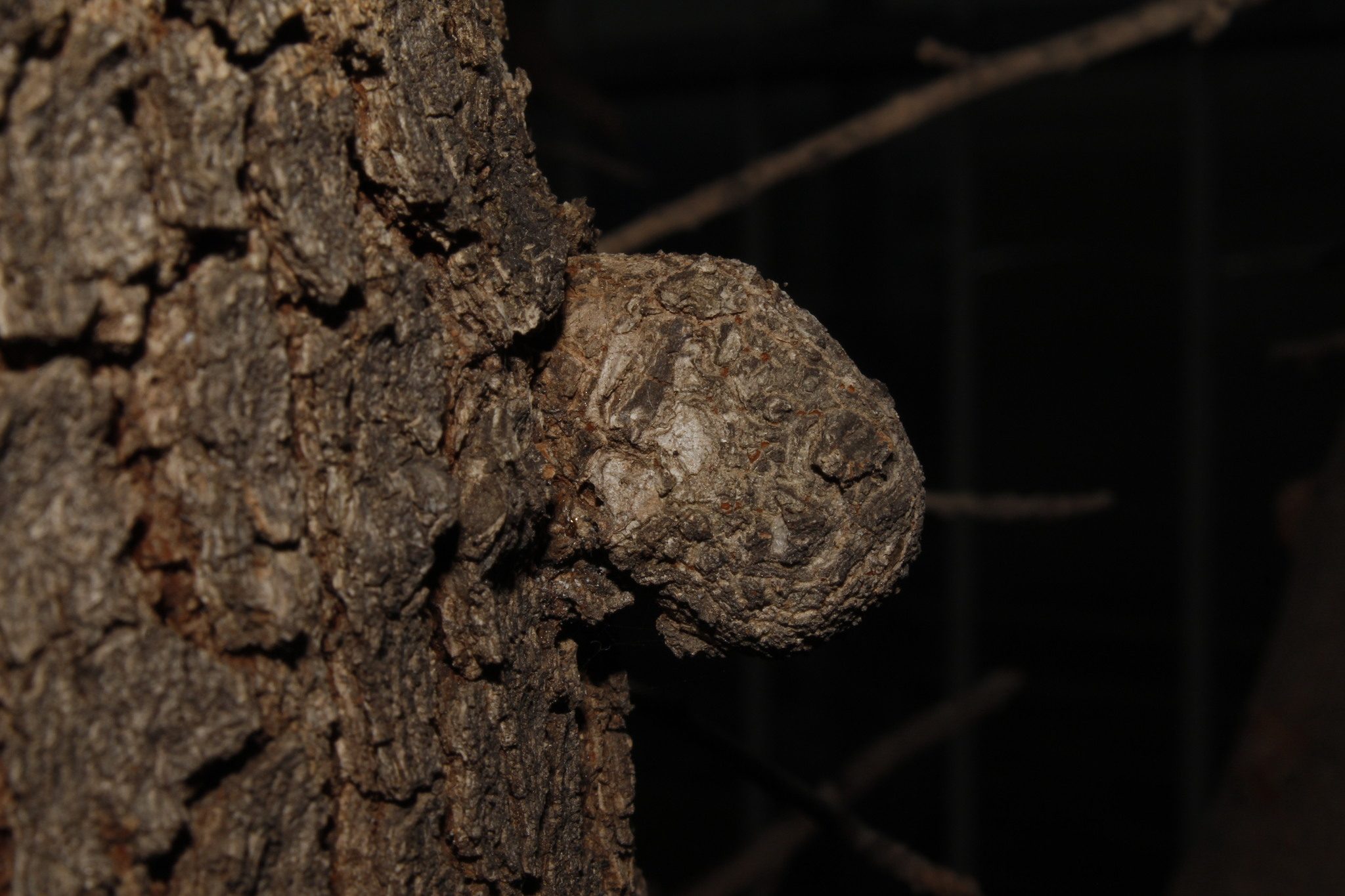 Neonectria galligena