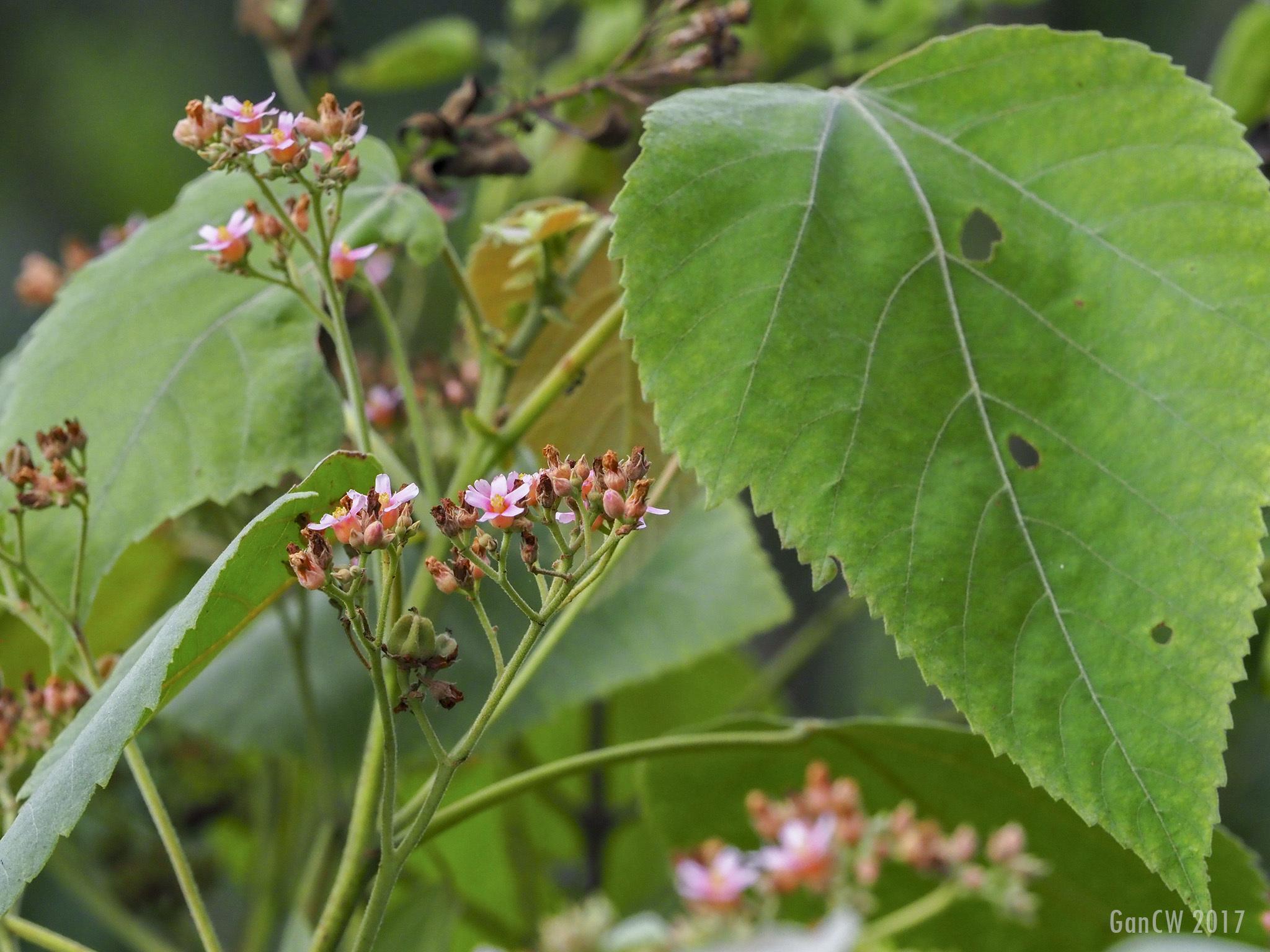 Melochia umbellata