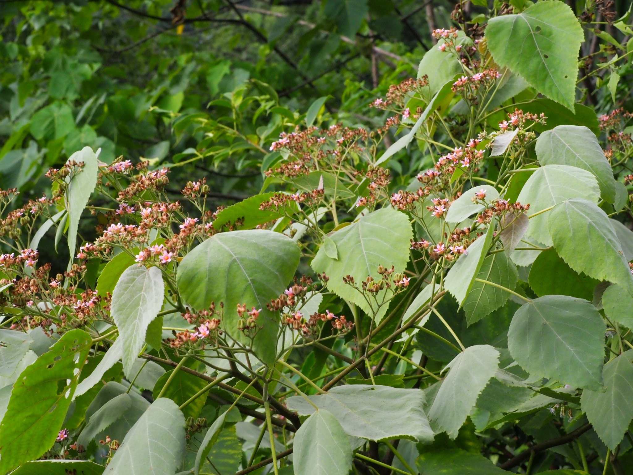 Melochia umbellata