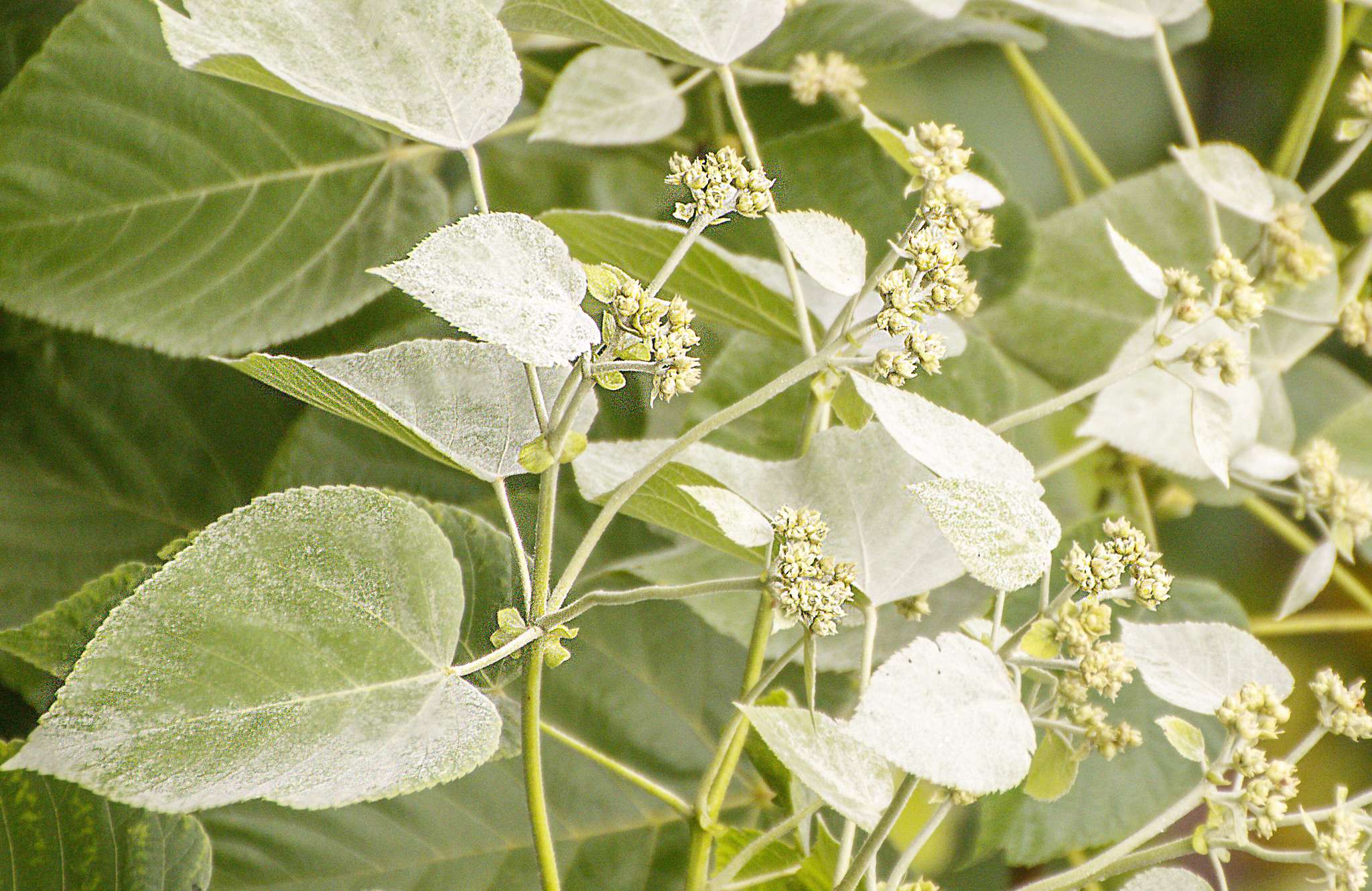 Melochia umbellata