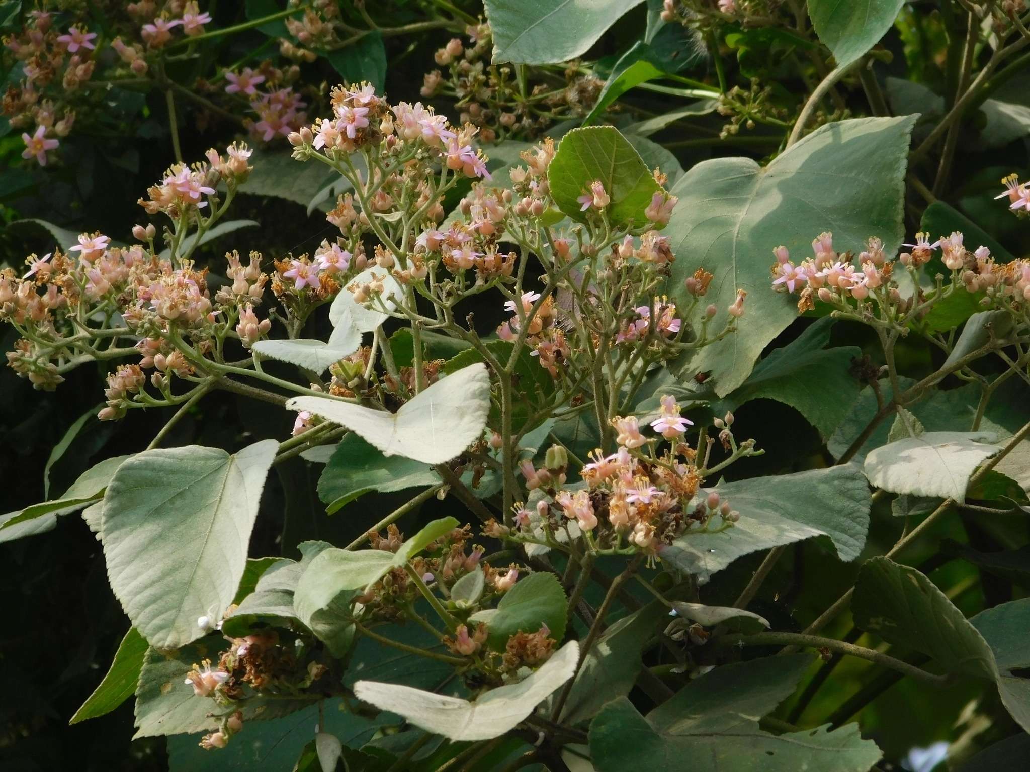 Melochia umbellata