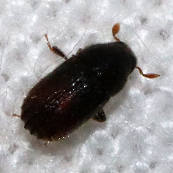 Phloeosinus serratus
