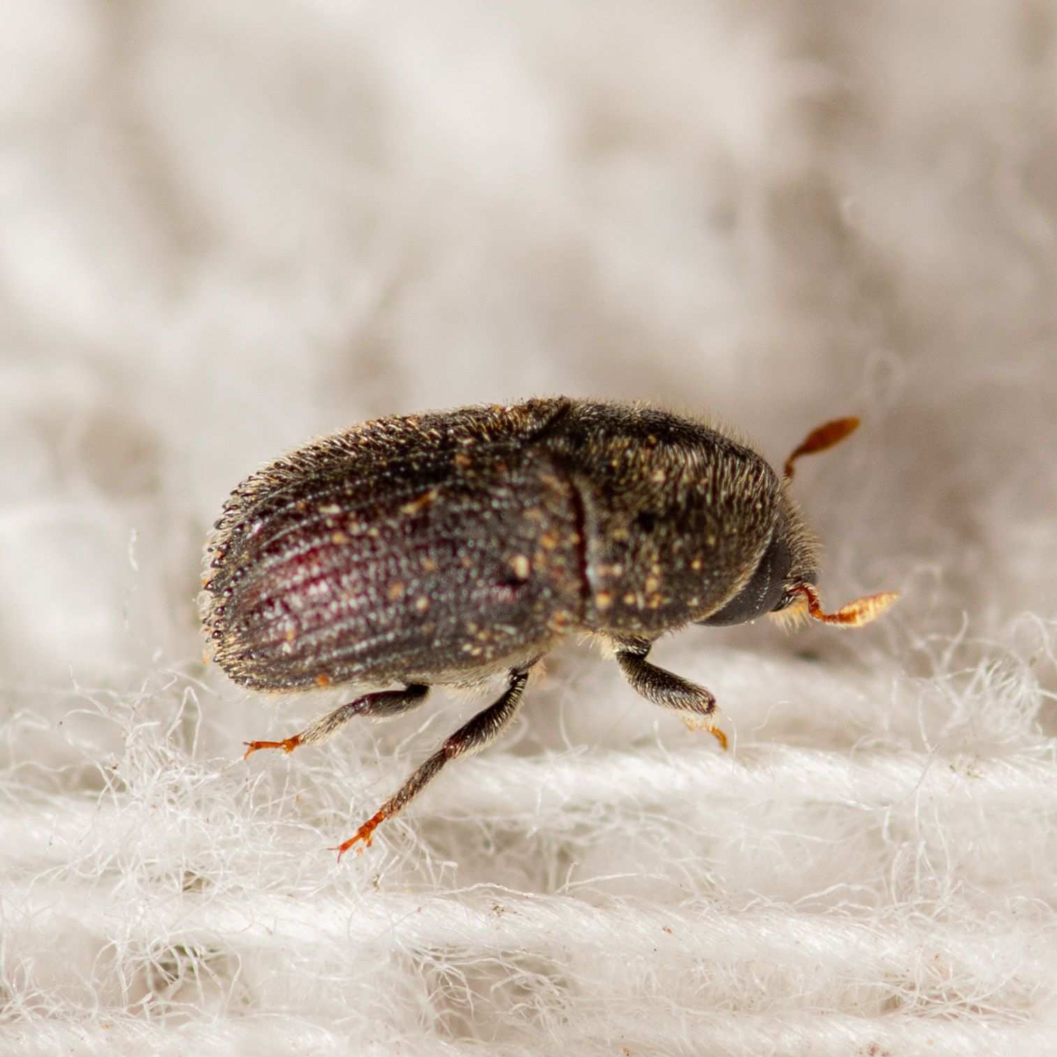 Phloeosinus serratus