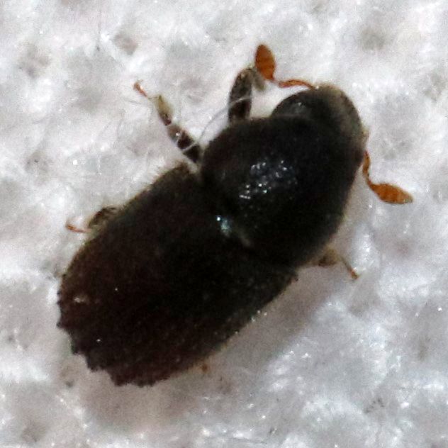 Phloeosinus serratus
