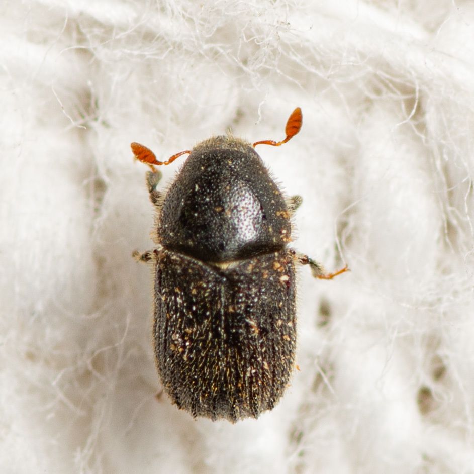 Phloeosinus serratus