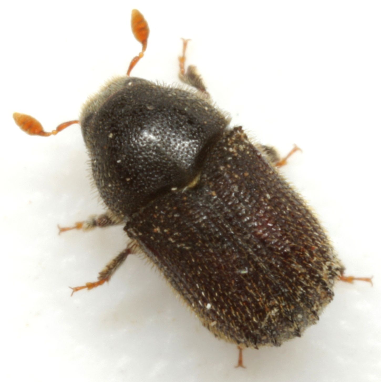 Phloeosinus serratus