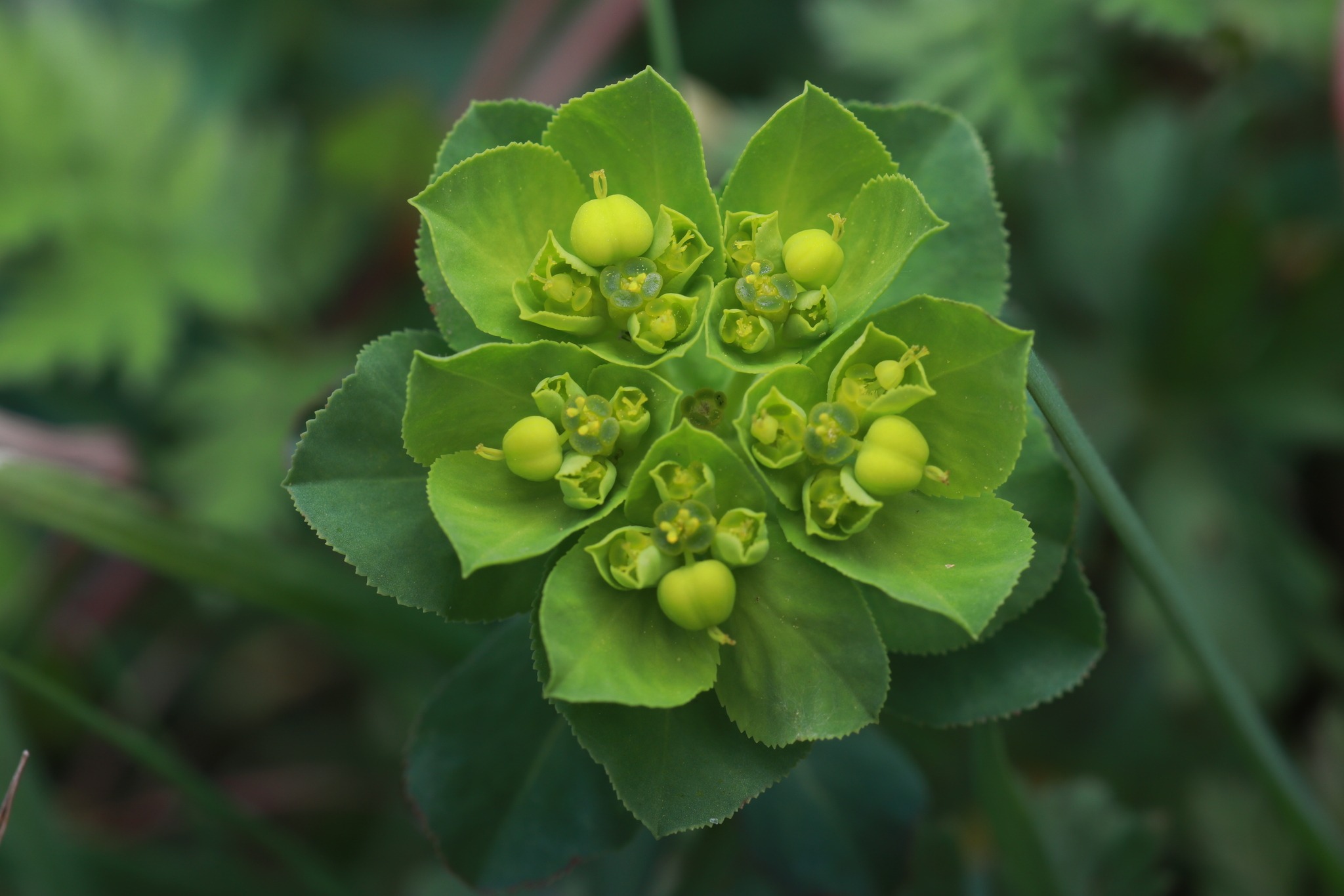 Euphorbia helioscopia