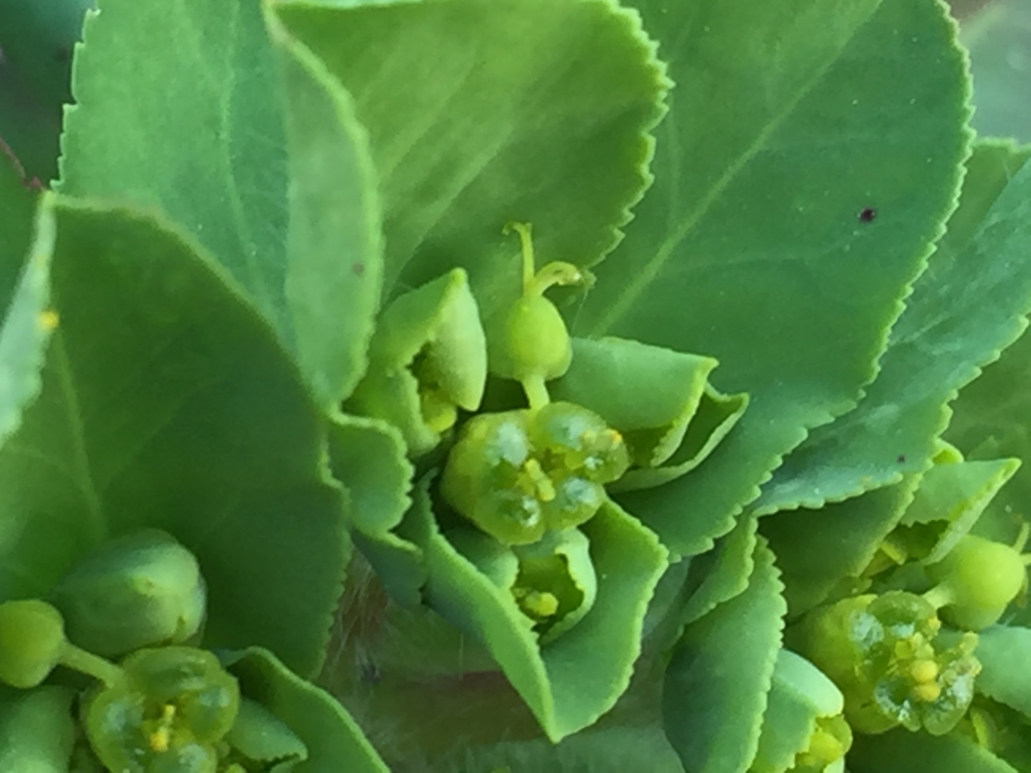 Euphorbia helioscopia