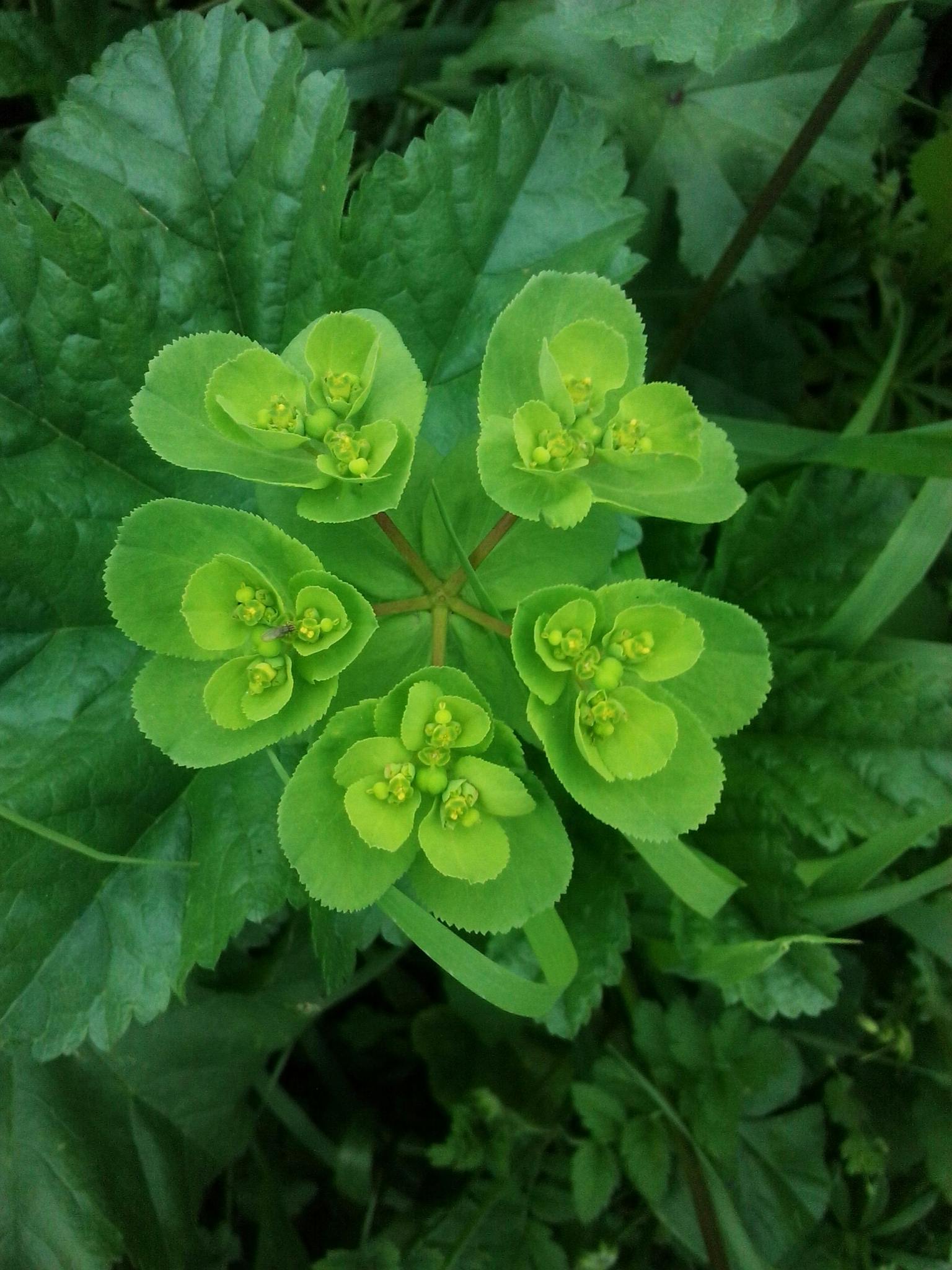 Euphorbia helioscopia