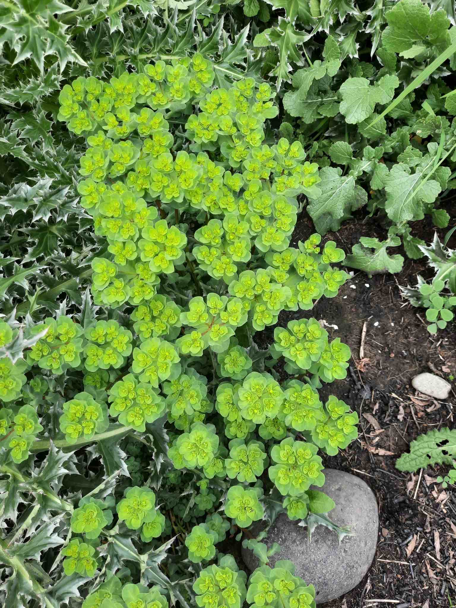 Euphorbia helioscopia