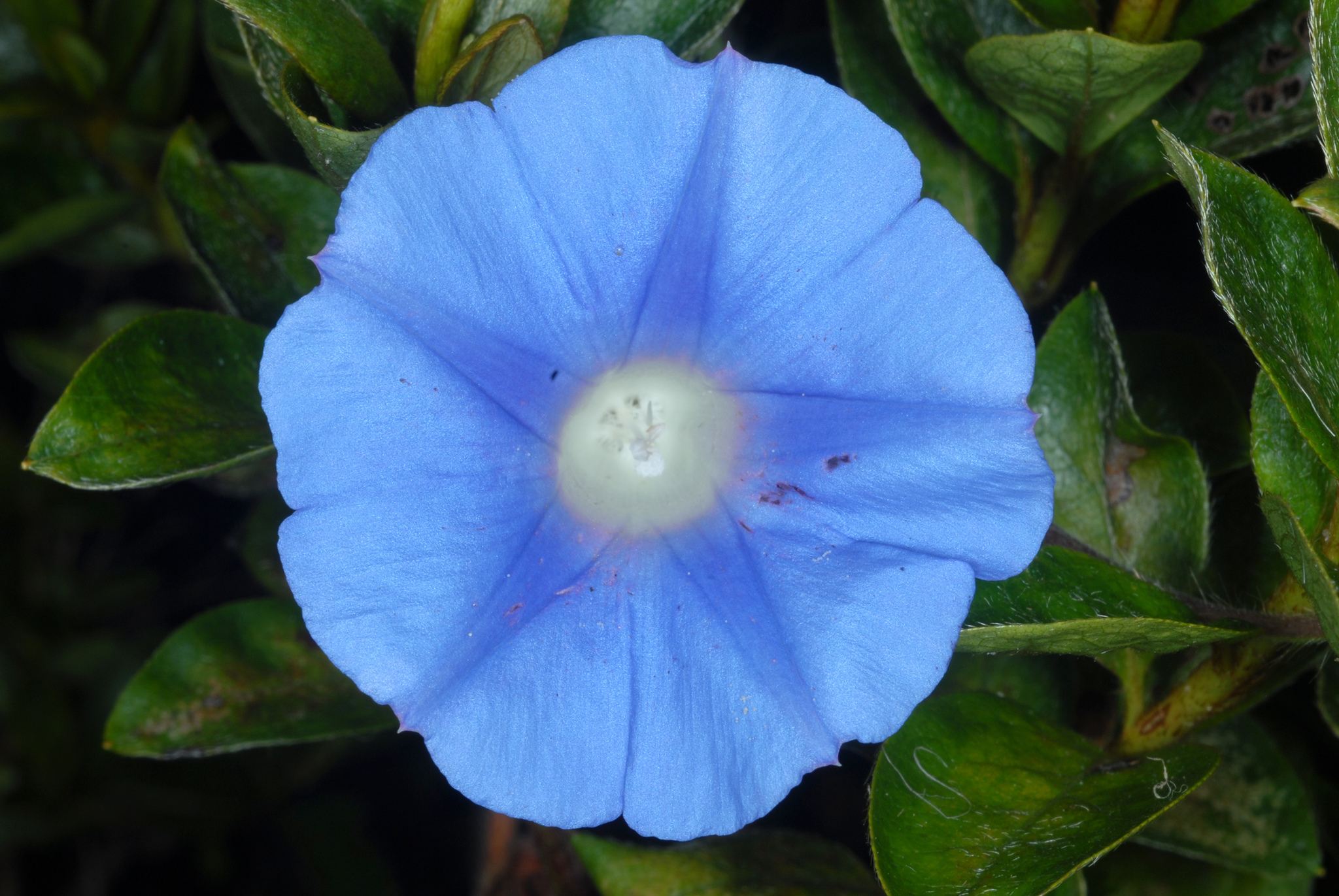 Ipomoea hederacea