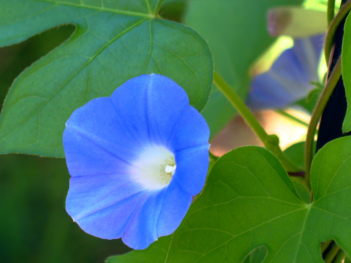 Ipomoea hederacea