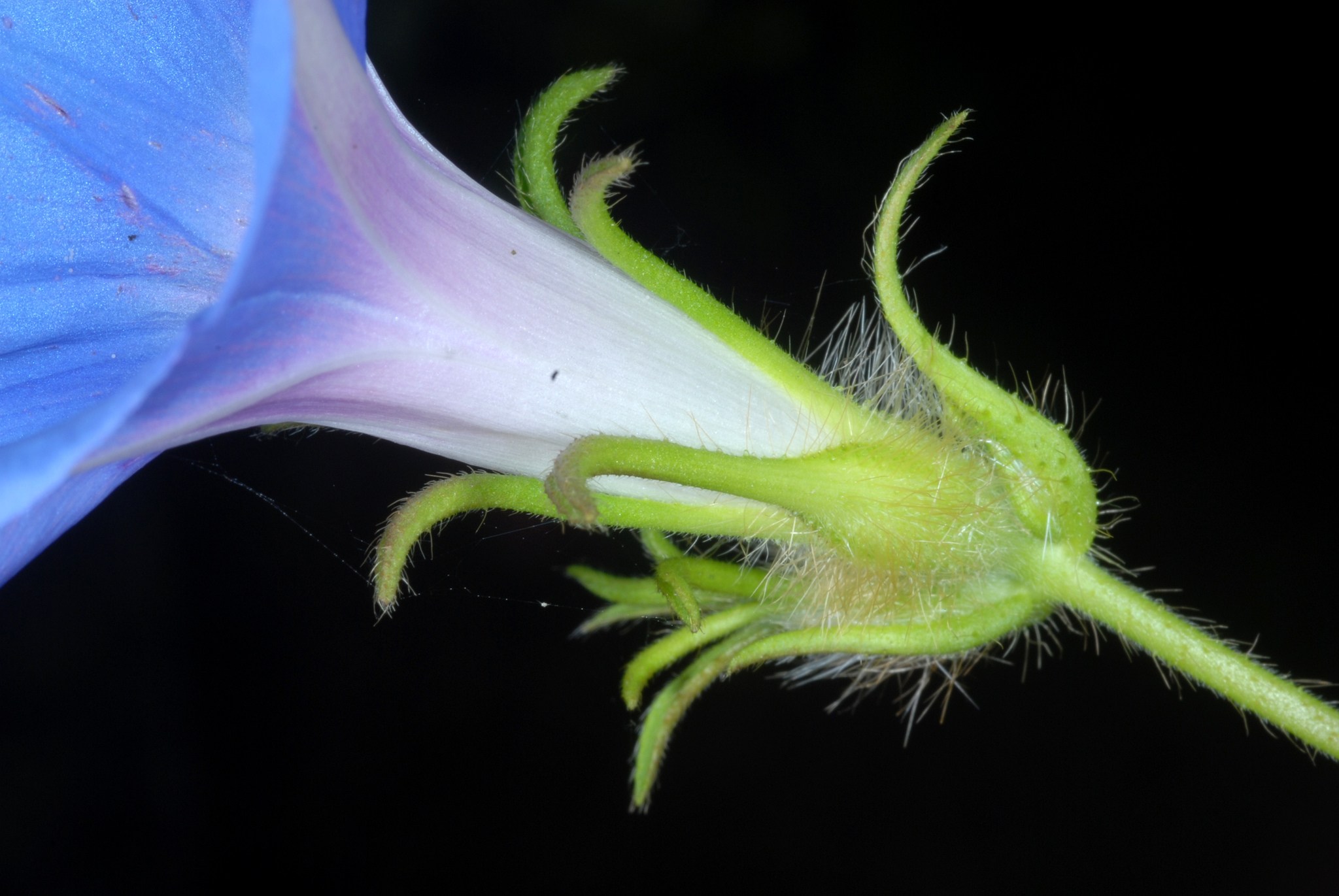 Ipomoea hederacea