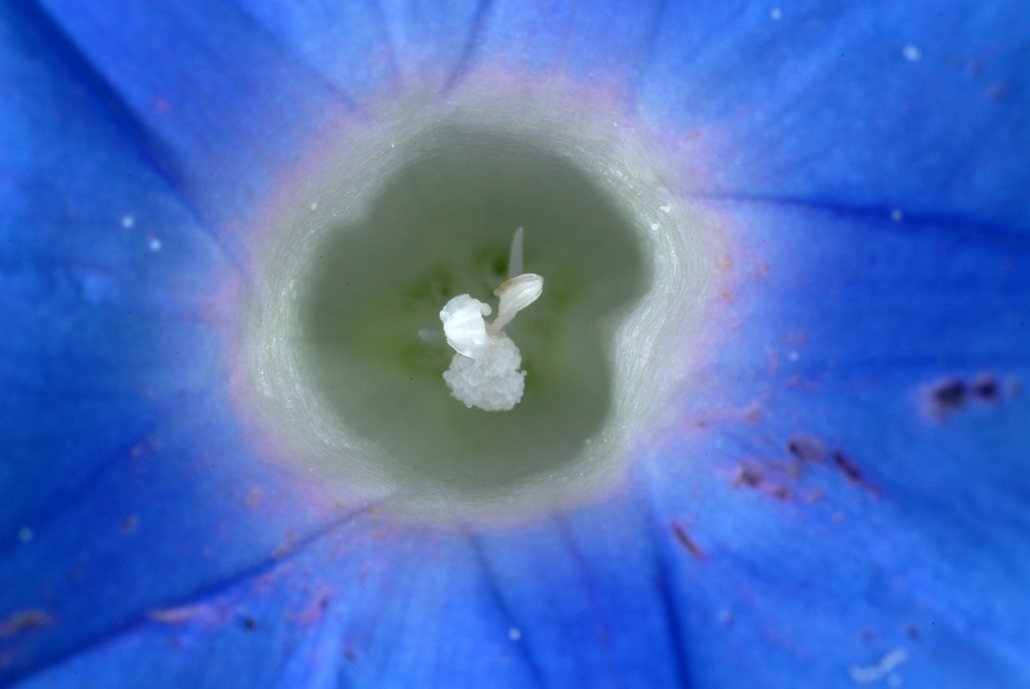 Ipomoea hederacea