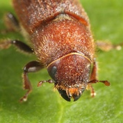 Dendroctonus valens