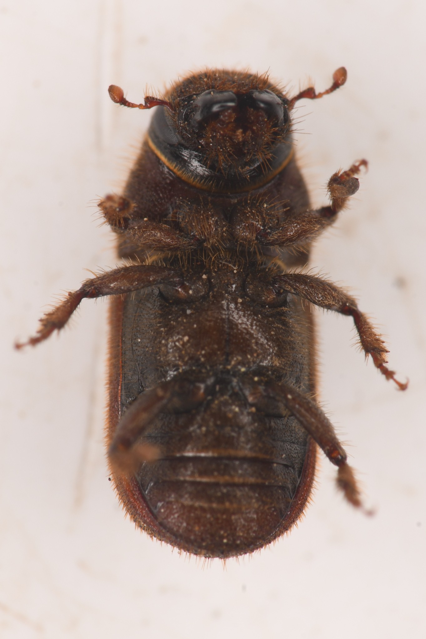 Dendroctonus valens