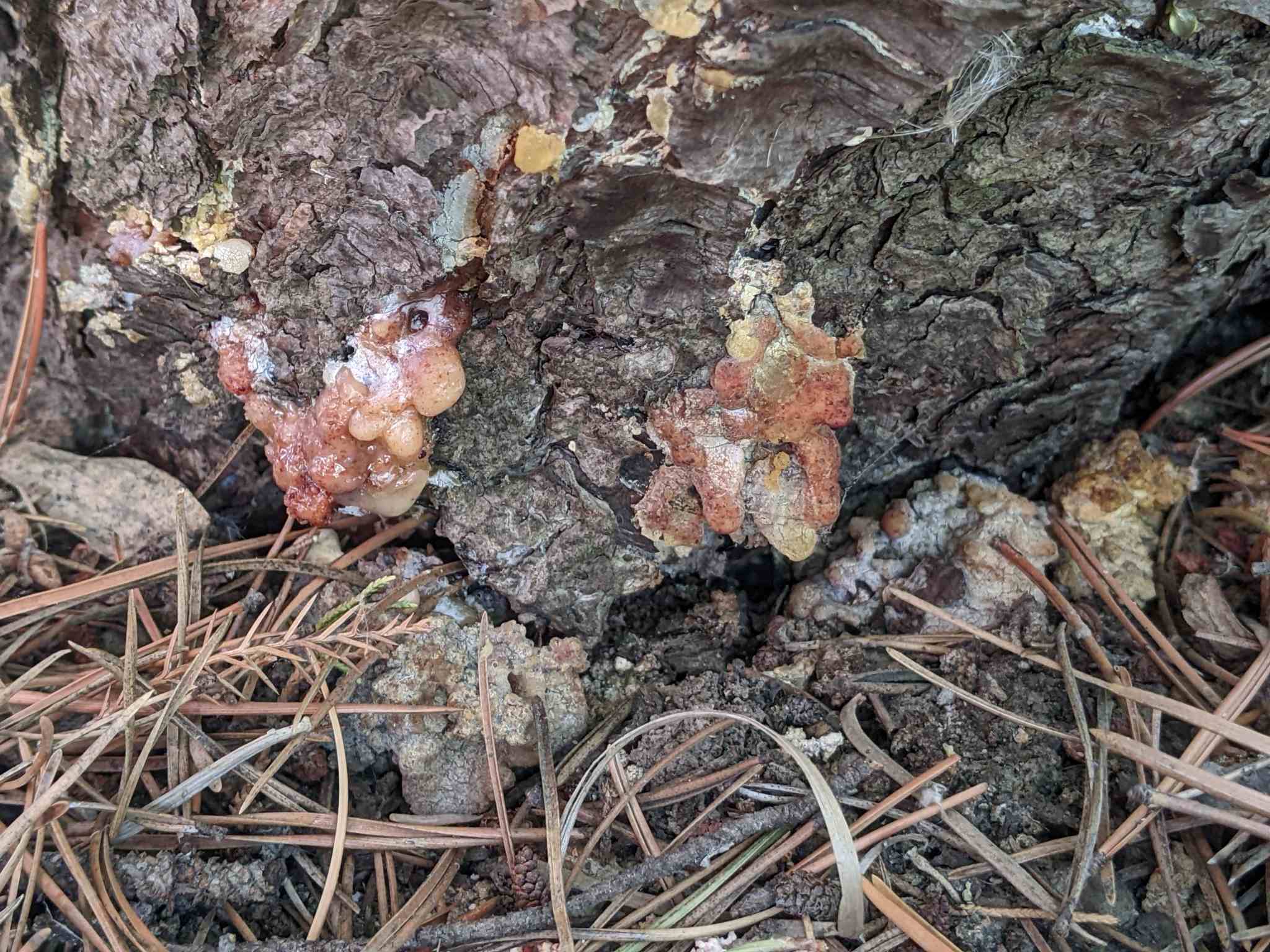 Dendroctonus valens