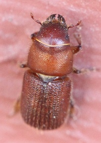 Dendroctonus valens