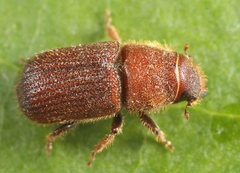 Dendroctonus valens