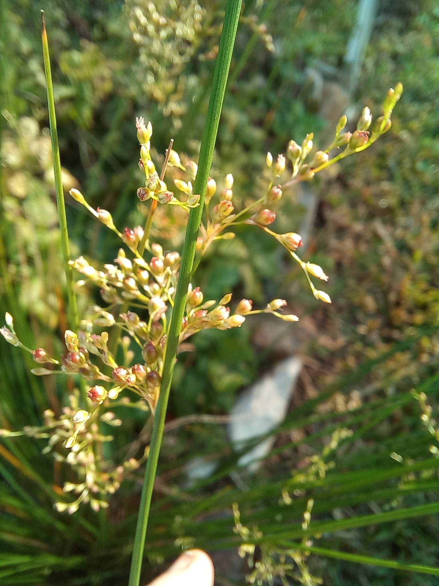 Juncus usitatus