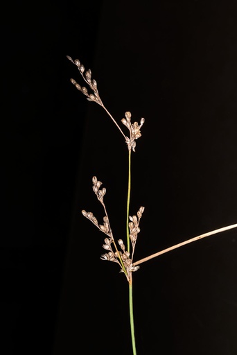 Juncus usitatus