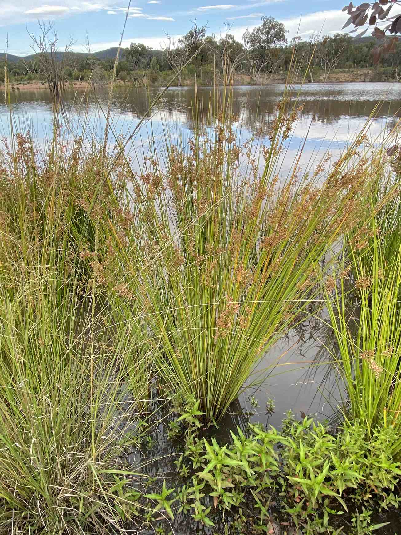 Juncus usitatus