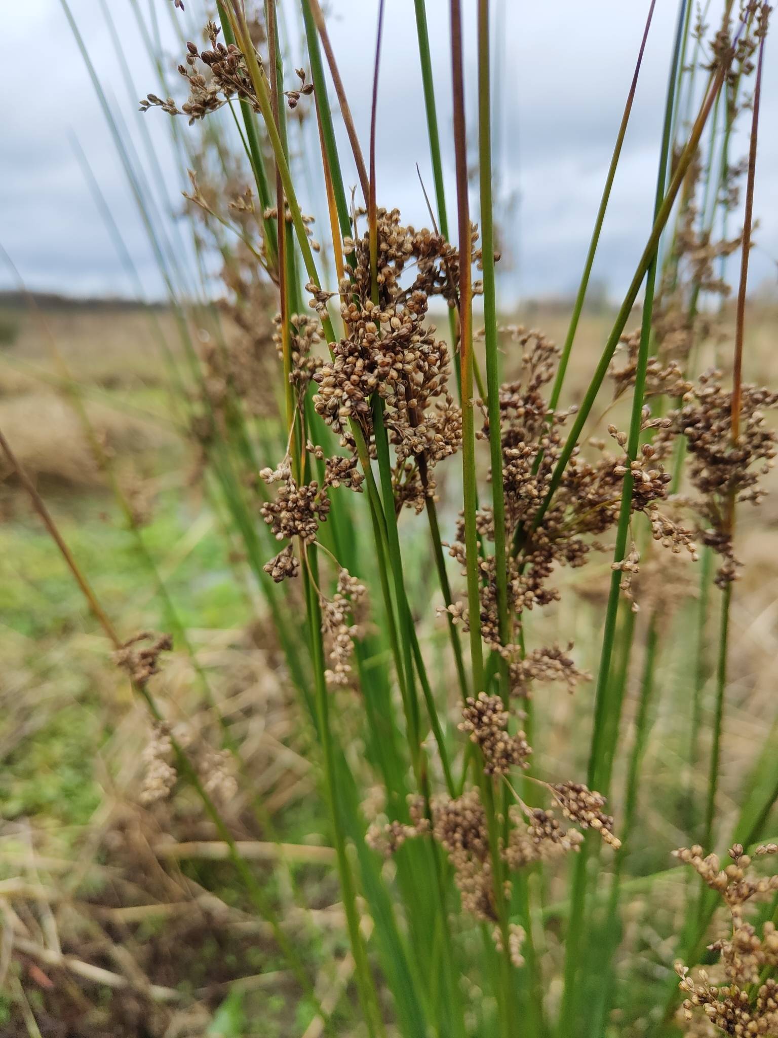 Juncus usitatus