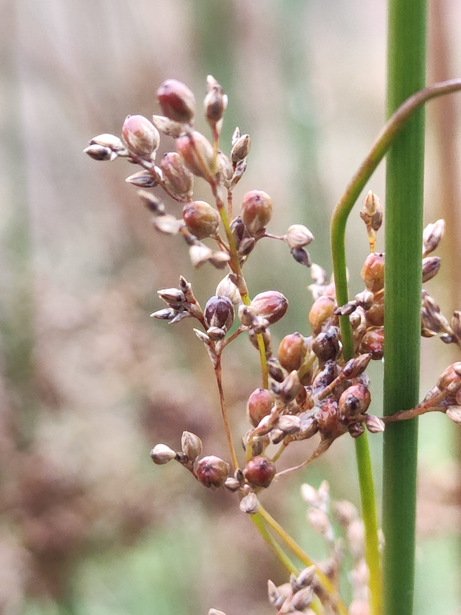Juncus usitatus