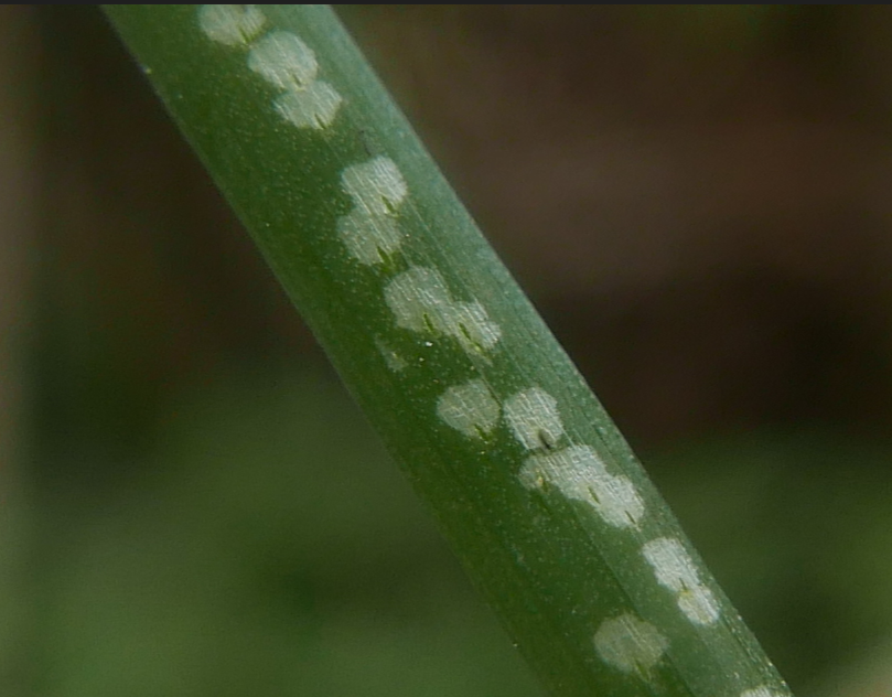 Phytomyza gymnostoma