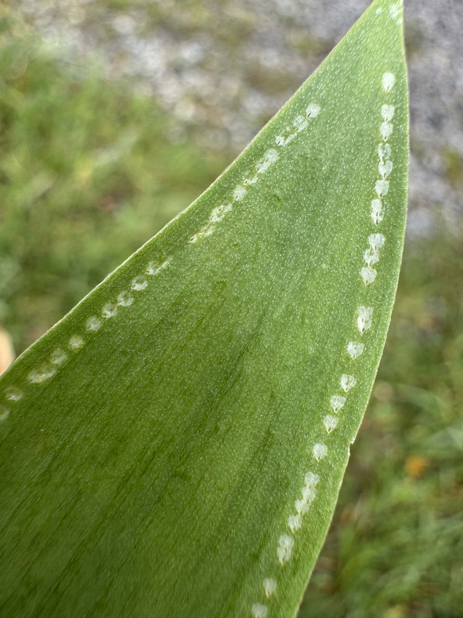 Phytomyza gymnostoma