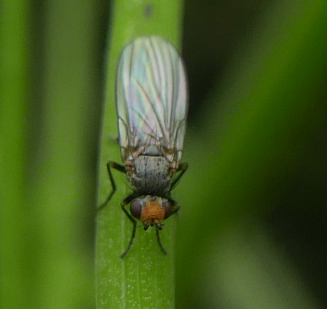 Phytomyza gymnostoma