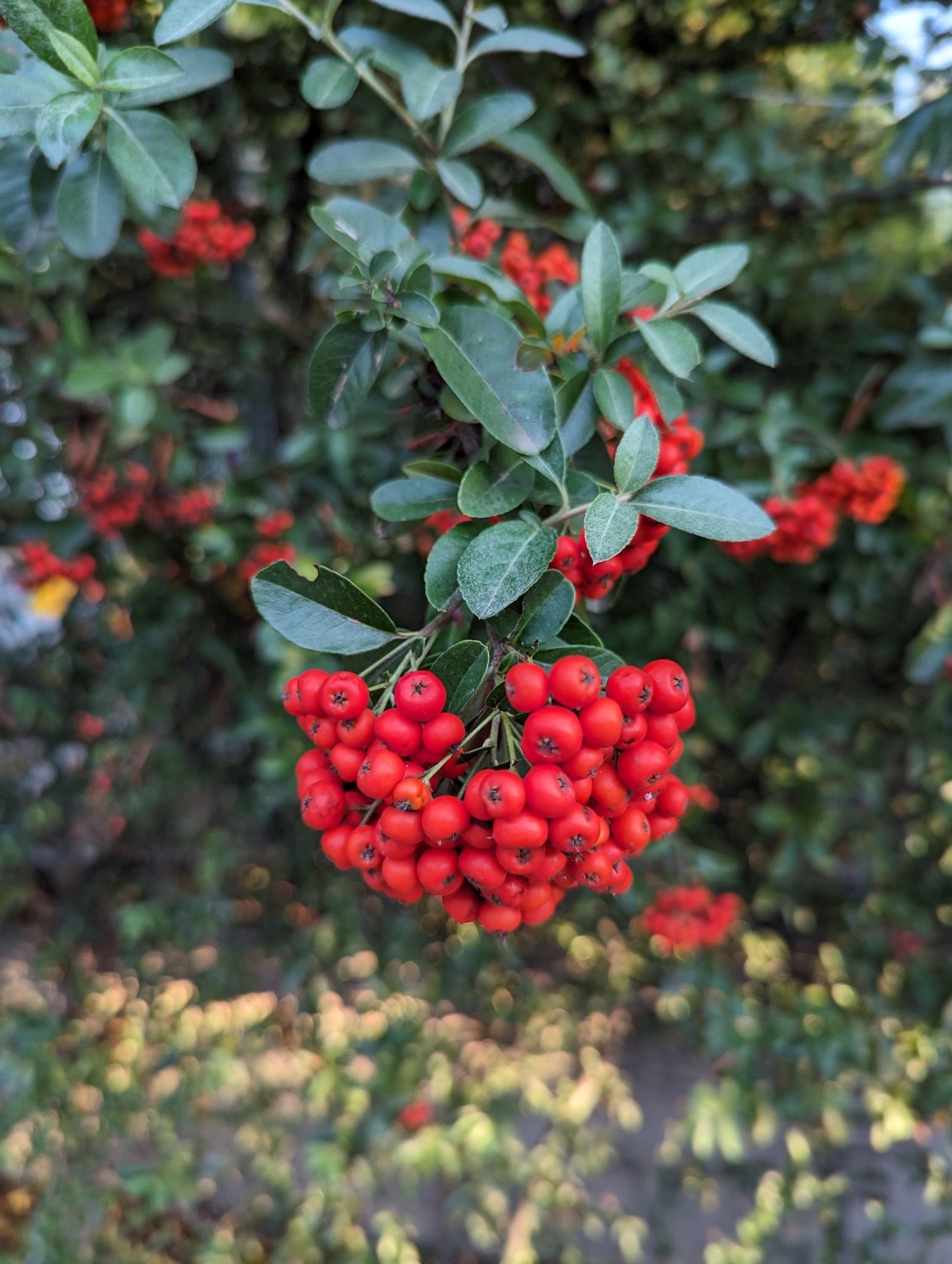 Pyracantha