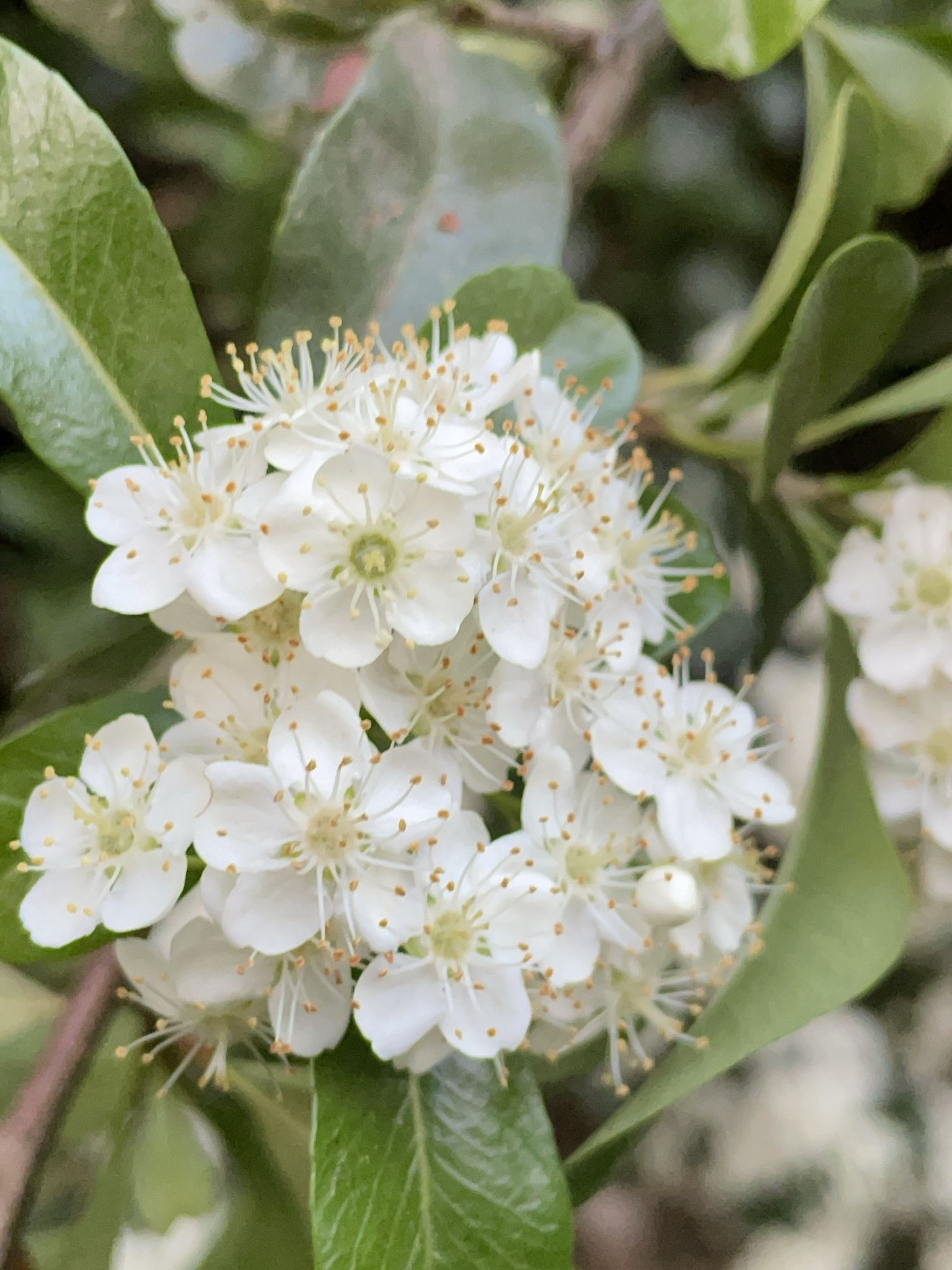 Pyracantha