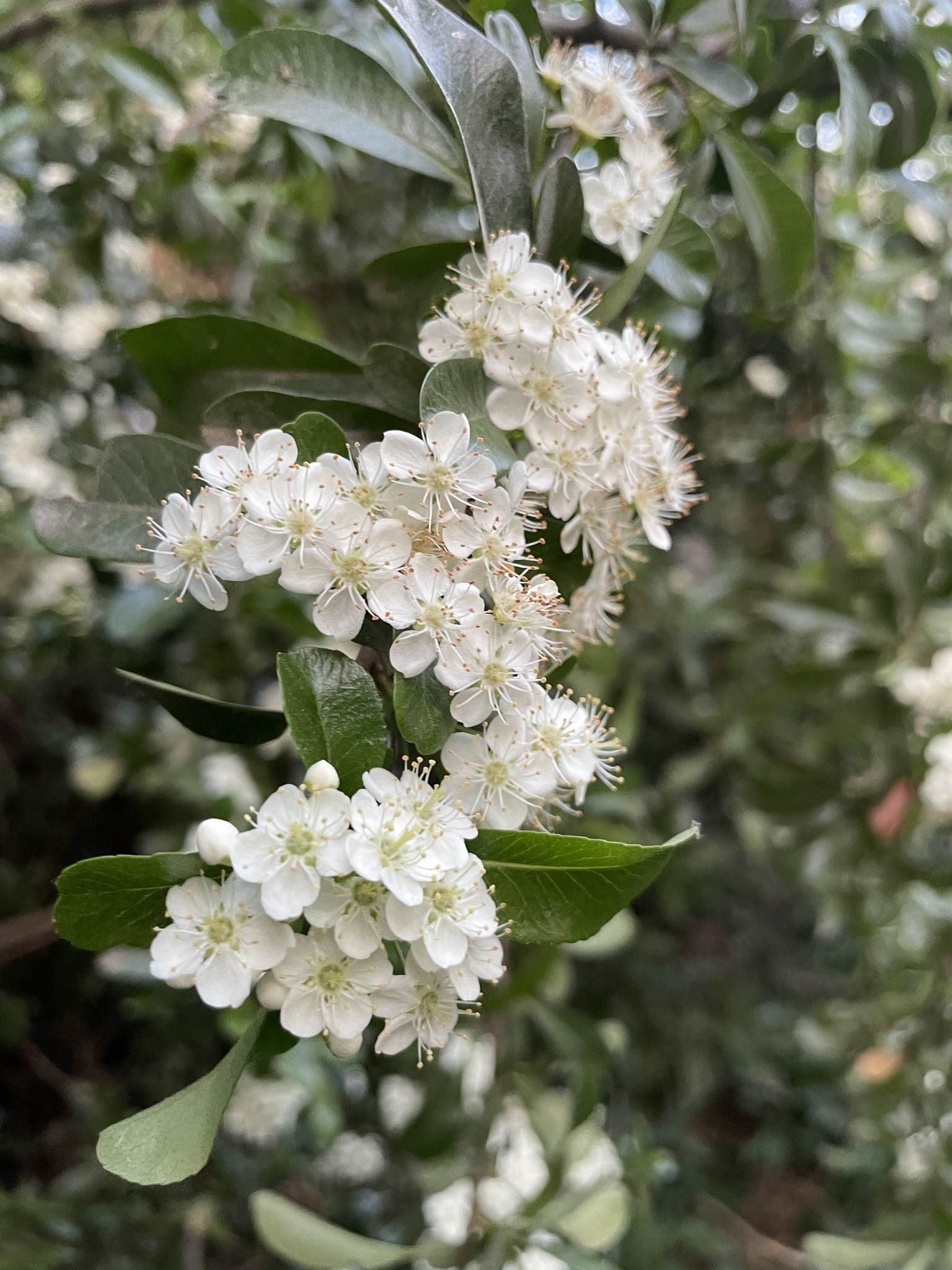 Pyracantha