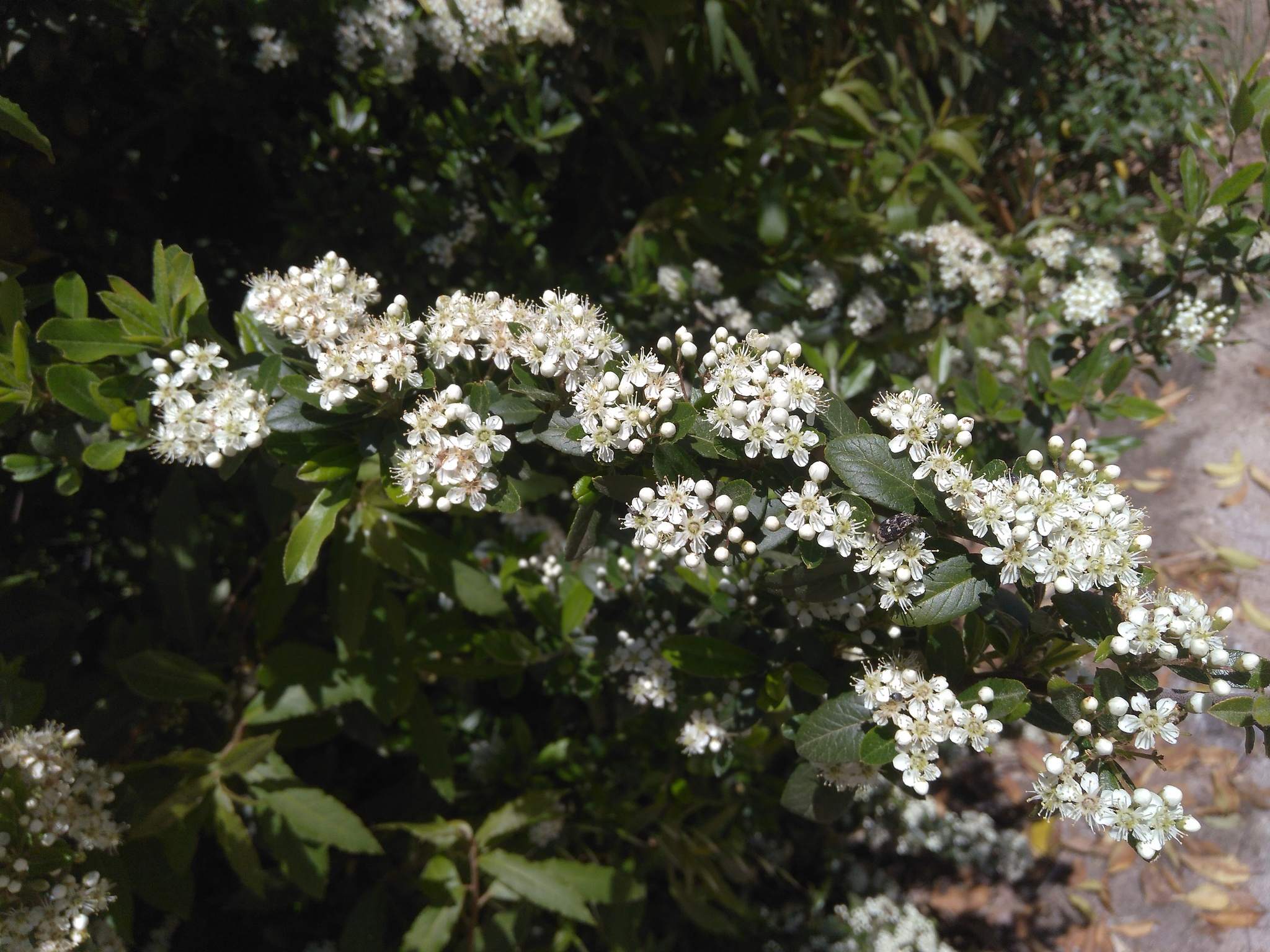 Pyracantha