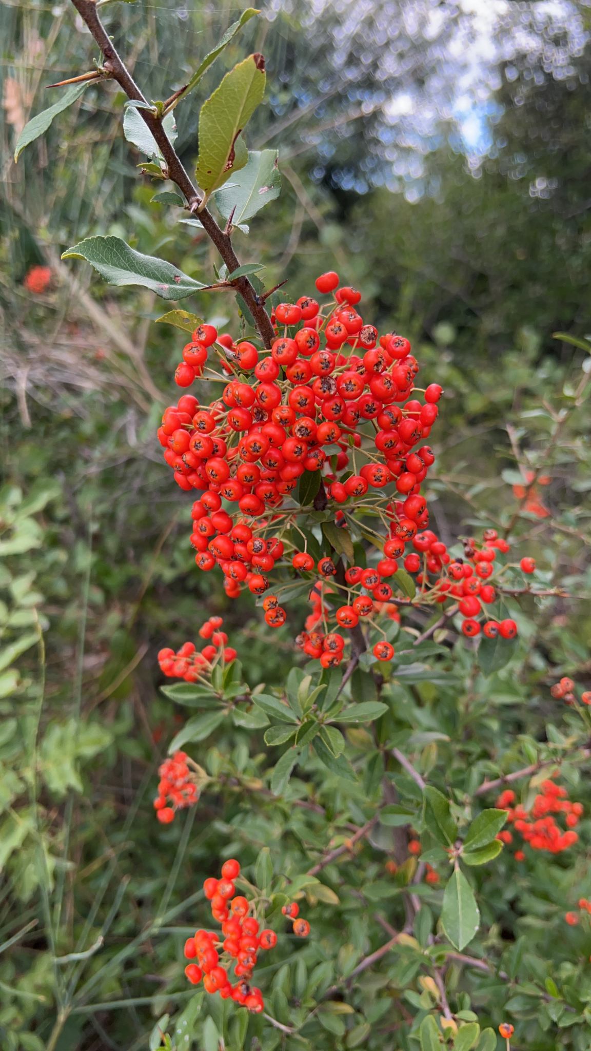 Pyracantha