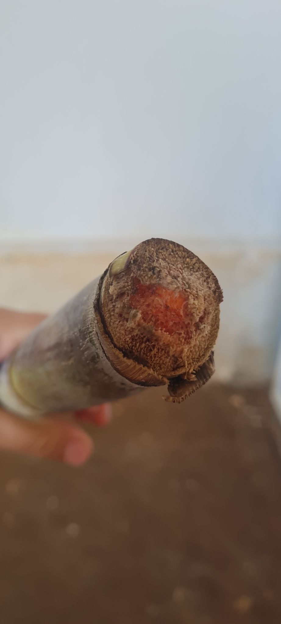 Colletotrichum falcatum