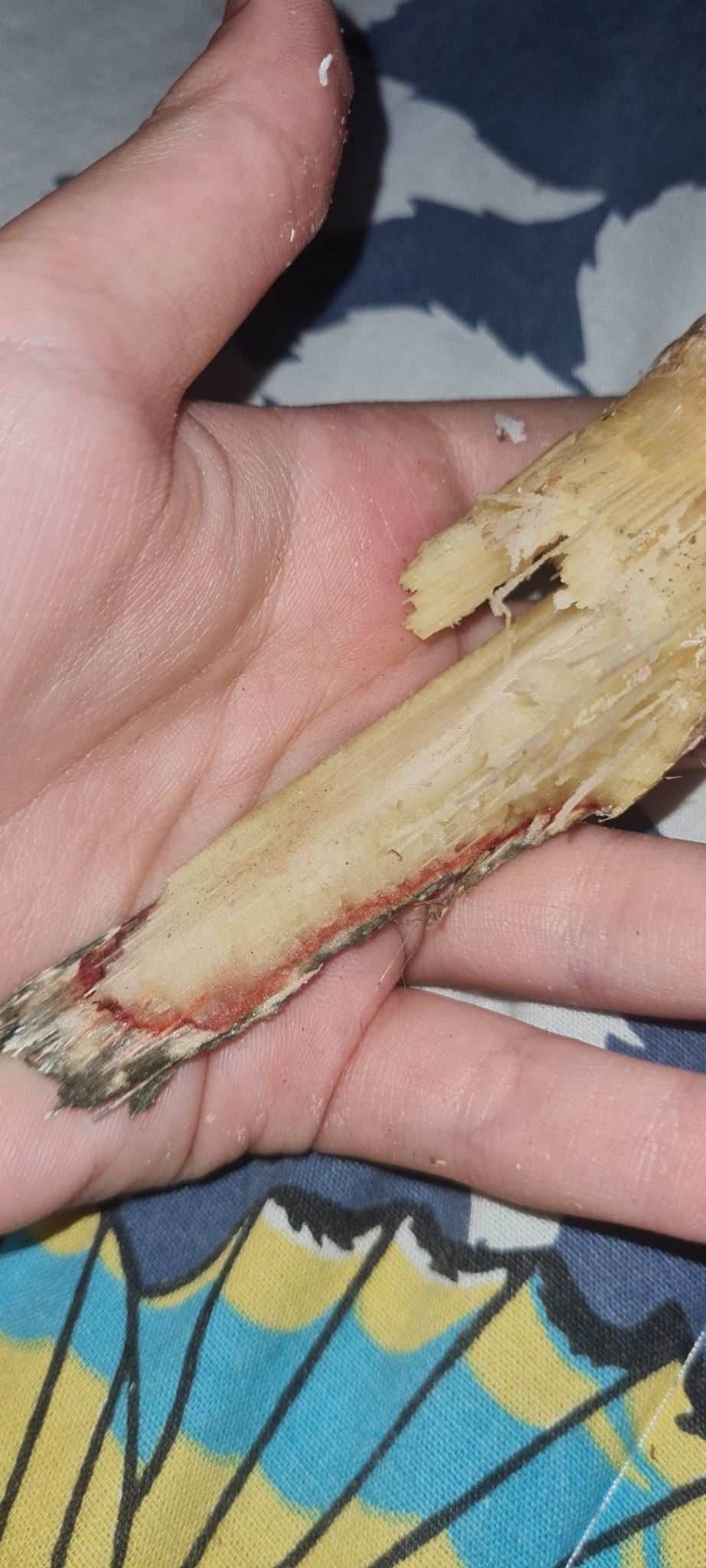 Colletotrichum falcatum