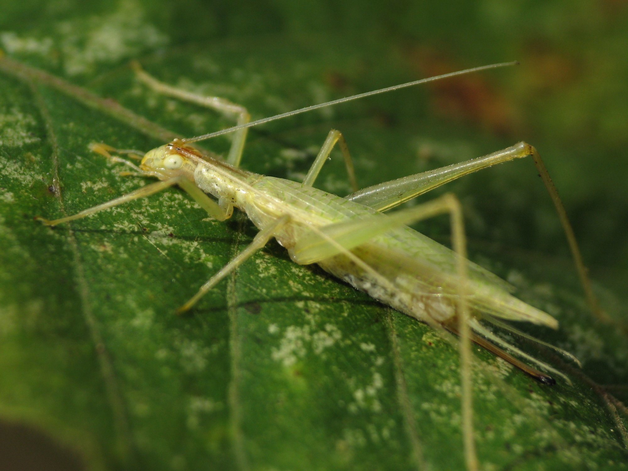 Oecanthus