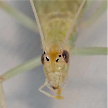 Oecanthus