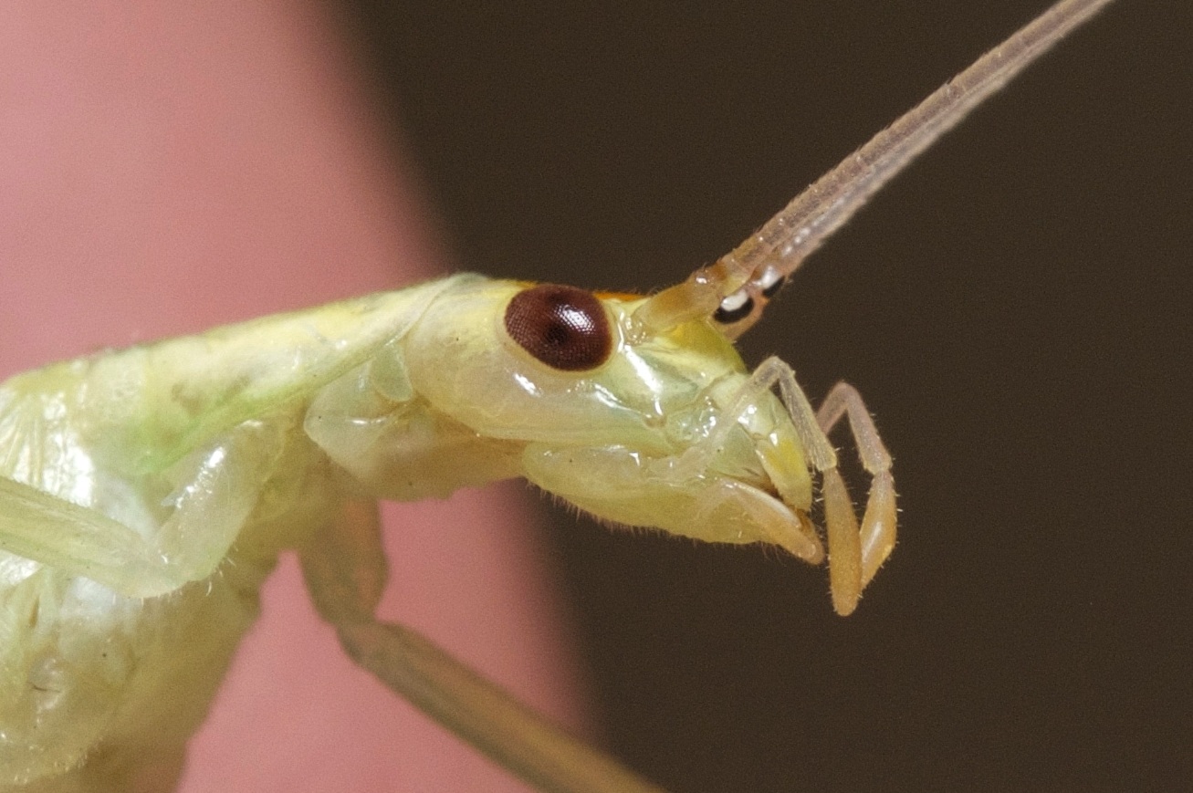 Oecanthus