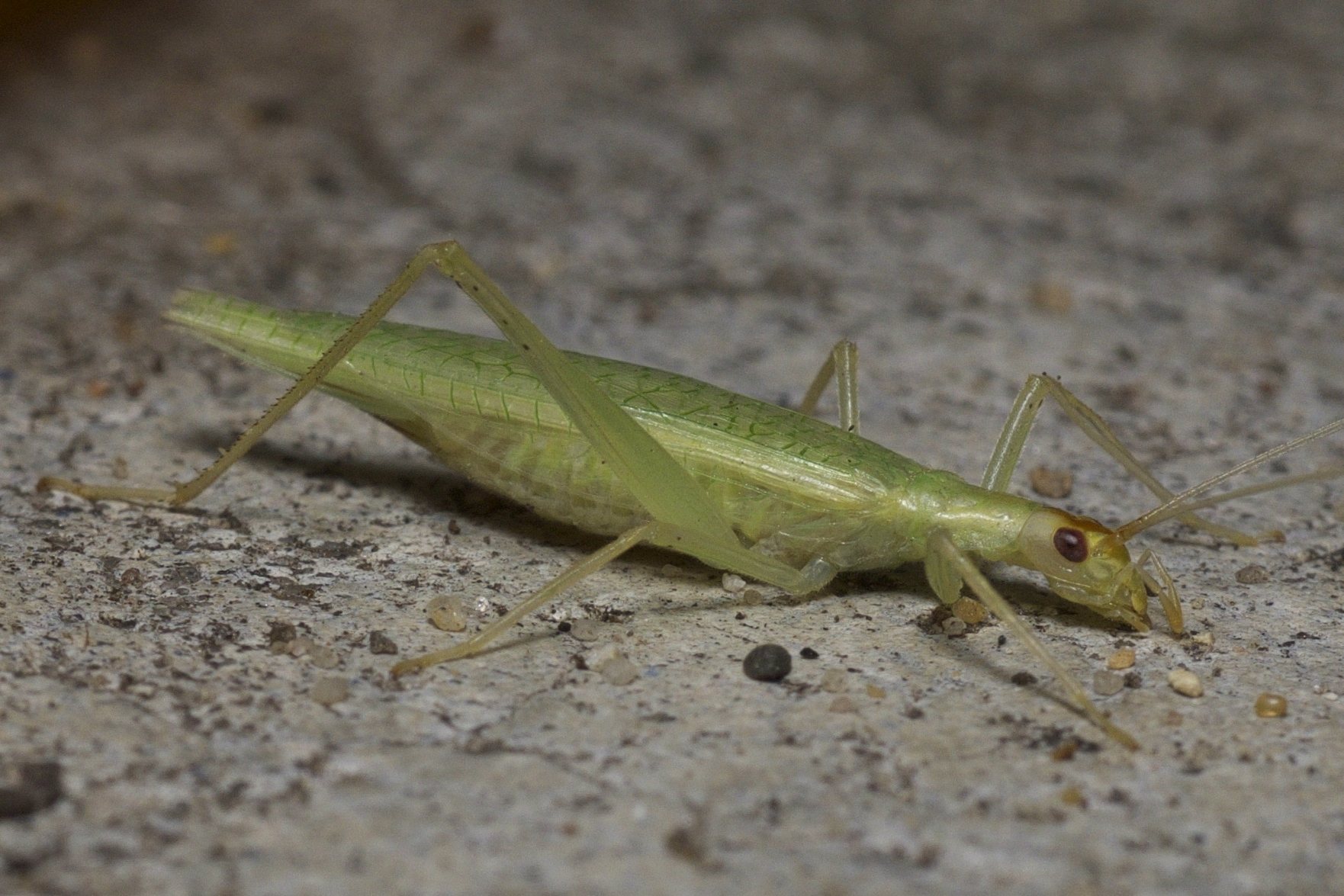 Oecanthus