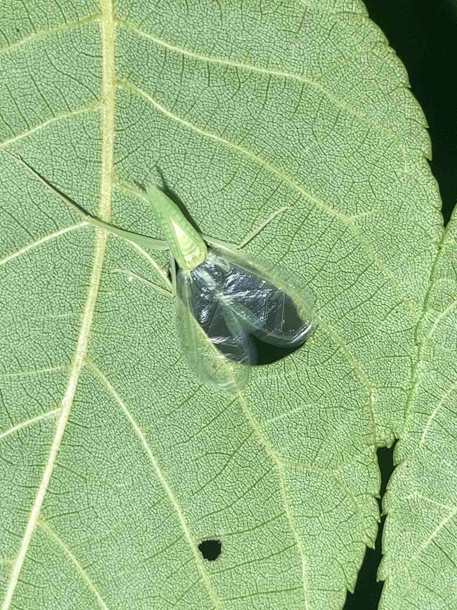 Oecanthus