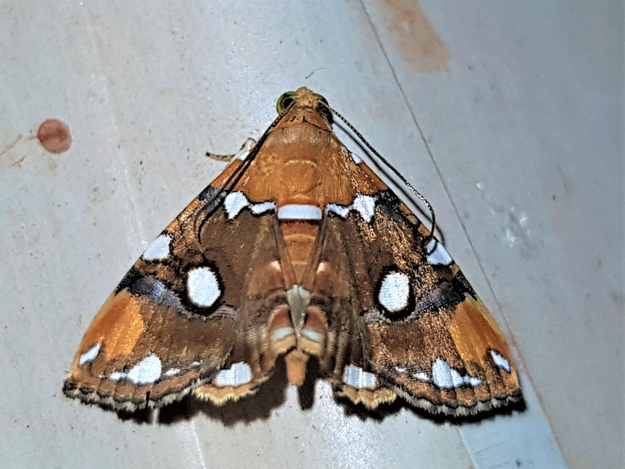 Eulepidotis guttata