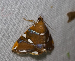 Eulepidotis guttata